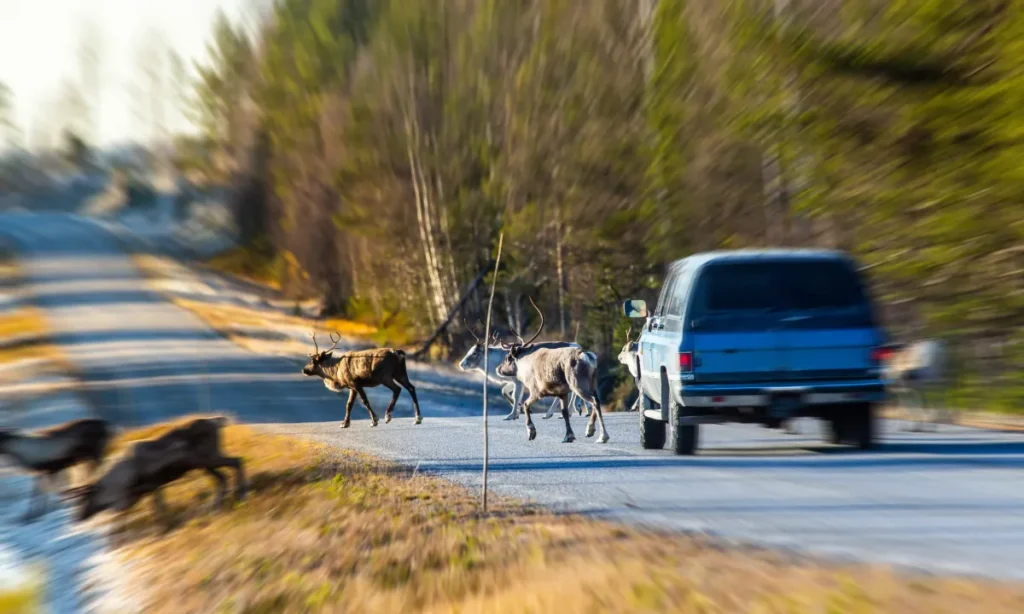 Daadyr og raadyr i trafikken4