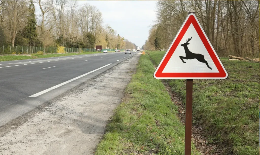 Daadyr og raadyr i trafikken6