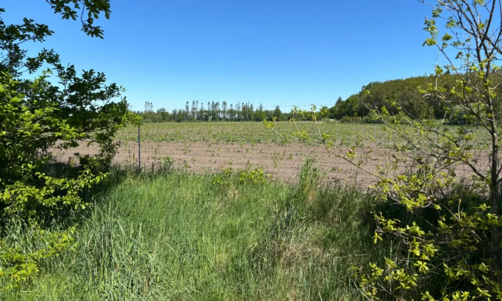 Den nyplantede skov binder to eksisterende skovomraader sammen som kirken allerede ejer. Bylderup Bov raader over cirka 100 hektar jord foto Klimaskovfonden