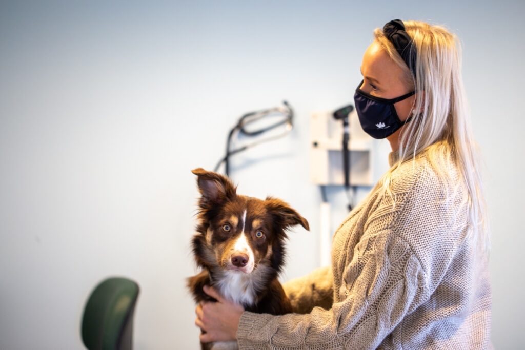 Dyrlæge advarer: Julegodter kan gøre din hund alvorligt syg