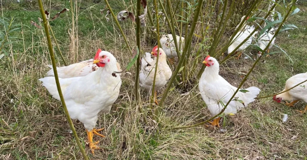 Flere hanekyllinger kan få værdi: Nyt AU-projekt vil ændre ægproduktionen