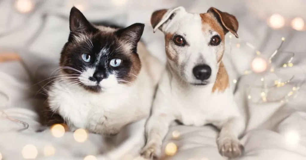 Dyrlægerne får travlt i december: Sådan undgår du, at hunden eller katten skal afsted i juledagene