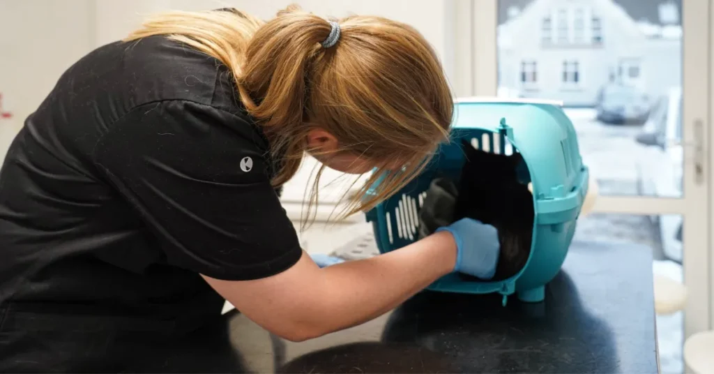 Rekordtravlt hos Dyrenes Beskyttelse: 153.573 opkald sendte beredskabet ud 41.375 gange i 2025