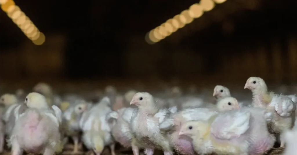 Norge dropper turbokyllinger – Anima presser på for dansk omstilling