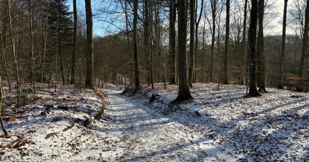 Gratis guidet vintertur i Fussingø: Kig efter dyrespor og få naturen forklaret undervejs