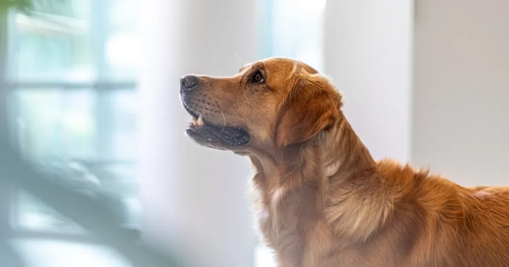 Hunde lever længere – men sidste leveår giver flere svære valg for ejerne