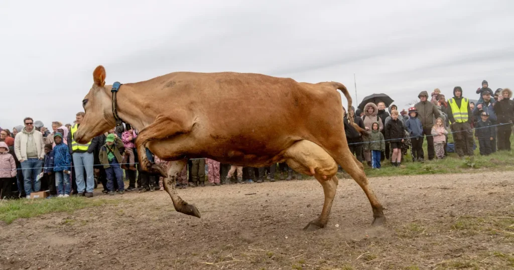 Nu åbner bookingen til Økodag 2026: 39 gårde inviterer indenfor