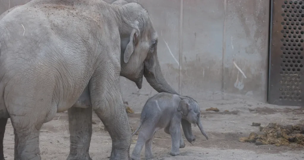 Hanelefantunge trækker opmærksomhed i København ZOO